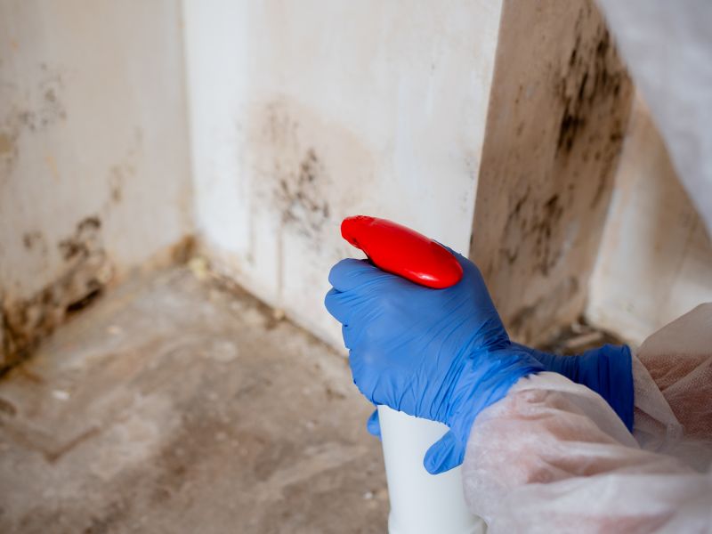 Mold Inspection and Treatment